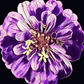 Abstract Flower purple and white