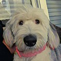 Sheepdog with pink collar