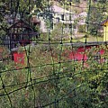 Wild flowers through the Fence 