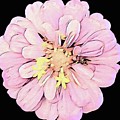 Zinnia light pink